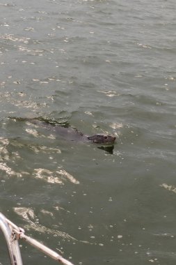 Cute gray seal swims in the Baltic sea, follows the sailboat. Gray seal head emerges from the waves. Nordic fauna, animals in Finland. Lucky sighting of a marine animal. clipart