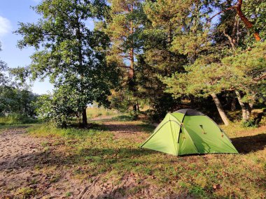 Çam ağaçlarının altında çadır ve güzel yaz güneşi ışığı. Yazın Fin doğası, İskandinav ülkesinde tatil