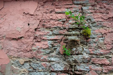 Ağaç filizi çatlamış eski bir duvarda yetişiyor. Yeni bir hayat ve umut