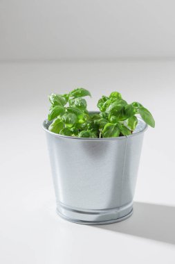 Taze yeşil fesleğen çalısı, beyaz arka planda metal bir kovada, güneşli bir günde, organik yiyecekler, fotokopi alanı ile dikey.