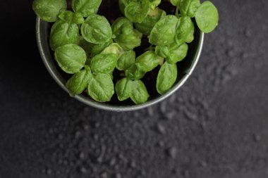 Esmer arka planda taze fesleğen, evde yetişen doğal yeşil mutfak bitkisi, yakın plan lezzetli bitkiler, sağlıklı beslenme. Üst görünüm
