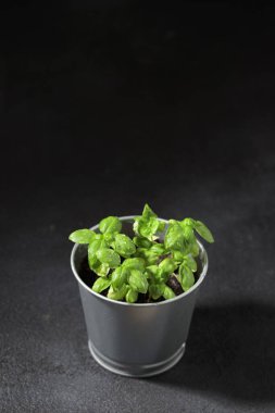 Esmer arka planda taze fesleğen, evde yetişen doğal yeşil mutfak bitkisi, yakın plan lezzetli bitkiler, sağlıklı beslenme. Üst görünüm