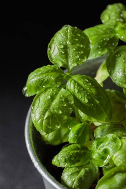 Esmer arka planda taze fesleğen, evde yetişen doğal yeşil mutfak bitkisi, yakın plan lezzetli bitkiler, sağlıklı beslenme. Makro