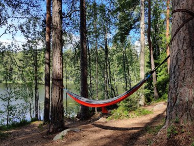 Finlandiya ulusal parkı Noux, Nuuksio yaz mevsiminde. Çam ağaçlarının altındaki hamak ve güzel yaz güneşi. Açık hava yaşam tarzı tatilleri