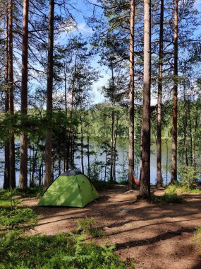 Çam ağaçlarının altında çadır ve güzel yaz güneşi ışığı. Göl kenarındaki yeşil ormanda kamp yapan bir turist sahnesi. Açık hava yaşam tarzı tatilleri.