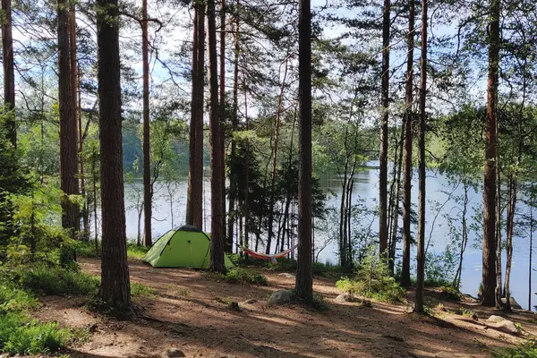 Çam ağaçlarının altında hamaklı çadır ve güzel yaz güneşi ışığı. Göl kenarındaki yeşil ormanda kamp yapan bir turist sahnesi. Açık hava yaşam tarzı tatilleri.