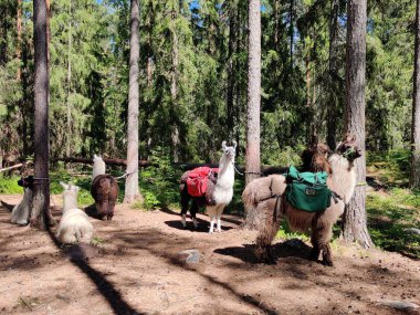 Nuuksio Fin Milli Parkı 'nda hayvan sürüsü ile ormanda yürüyüş. Yaz mevsiminde vahşi doğa, çantalar