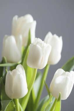 Beyaz arkaplanlı beyaz renkli lale buketinin stüdyo makro çekimi