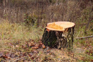 Ormanların yok edilmesi konsepti. Ormanı kestikten sonra ağaçtan koparılmış huş ağacı ormandaki yerini alır. Ekolojik hasar ve ormansızlaşmanın çevreye etkisi, orman tahribatı ve yok oluşu, iklim değişikliği