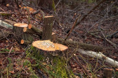 Ormanların yok edilmesi konsepti. Ormanı tohumlarla besleyen bir kuş olarak kestikten sonra ağaçtan koparılmış huş kütüğü ormana girer. Ekolojik hasar ve ormansızlaşmanın çevreye etkisi, orman tahribatı ve yok oluşu, iklim değişikliği