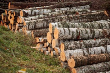 Pile of wooden logs, big trunks of tall trees cut and stacked in a forest. Ecological damage and deforestation's Impact on environment, forest destruction and disappearing clipart