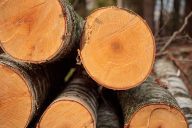 Ahşap kütükler yığını, ormanda kesilmiş ve istiflenmiş büyük ağaç gövdeleri. Ekolojik hasar ve orman tahribatının çevreye etkisi, orman tahribatı ve yok oluşu