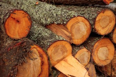 Pile of wooden logs, big trunks of tall trees cut and stacked in a forest. Ecological damage and deforestation's Impact on environment, forest destruction and disappearing clipart