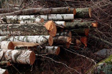 Pile of brushwood, wooden logs, big trunks of tall trees chopped and stacked in a forest. Ecological damage and deforestation's Impact on environment, forest destruction and disappearing clipart