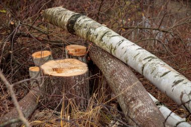 Ormanların yok edilmesi konsepti. Ormanı kestikten sonra ormanda kütükleri olan taze kesilmiş alder ve huş ağaçları. Ekolojik hasar ve ormansızlaşmanın çevreye etkisi, orman tahribatı ve yok oluşu, iklim değişikliği