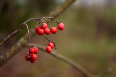 Kükreme ağacının kırmızı kümeleri. Rowanberry. Böğürtlenler yakın planda. Kuşlar için sonbahar hasadı