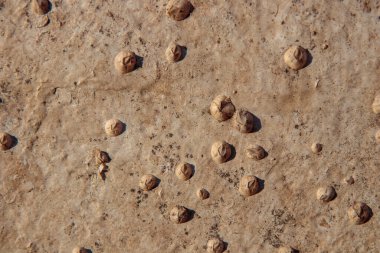 The bottom of boat covered with Acorn barnacles (Semibalanus balanoides), ready to be scraped, cleaned and coated with antifouling paint for yachts, Many shells on the boat clipart