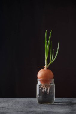 Taze yeşil filizlenmiş soğanlar siyah arka planda cam bir su kavanozunda büyür. Sağlıklı beslenme, küçük ev bahçesi, mutfak bitkileri, kışın vegan yetiştirme, ilkbaharda yeni bir hayat.