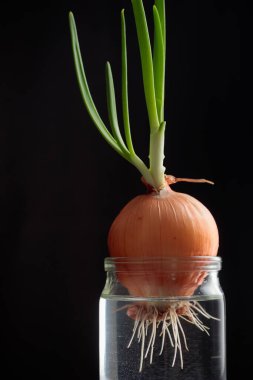 Taze yeşil filizlenmiş soğanlar siyah arka planda cam bir su kavanozunda büyür. Sağlıklı beslenme, küçük ev bahçesi, mutfak bitkileri, kışın vegan yetiştirme, ilkbaharda yeni bir hayat.