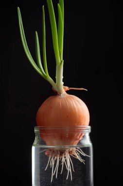 Taze yeşil filizlenmiş soğanlar siyah arka planda cam bir su kavanozunda büyür. Sağlıklı beslenme, küçük ev bahçesi, mutfak bitkileri, kışın vegan yetiştirme, ilkbaharda yeni bir hayat.