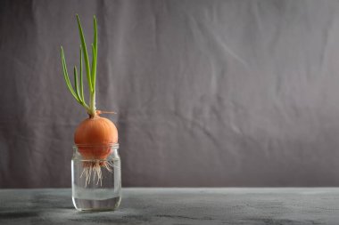 Taze yeşil filizlenmiş soğanlar gri arka planda cam bir su kavanozunda büyür. Sağlıklı beslenme, pencere kenarında küçük bir ev bahçesi, mutfak otları, kışın vejetaryen yetiştiren yiyecekler.