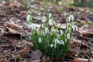 Bahçedeki kar damlası baharı, topraktan zarifçe yükseliyor. Genel kar damlası Galanthus nivalis doğal yeşil arka planda narin beyaz taç yapraklarıyla çiçek açar.