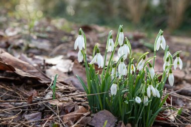 Hassas beyaz kar damlaları kuru, kahverengi yaprakların arasından çıkıyor. Kırılgan yaprakları yumuşak ışıkla aydınlanır ve sonbaharın kalıntıları arasında bahar uykusunun atmosferini oluşturur.