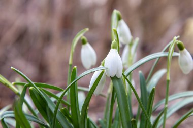 Hassas beyaz kar damlaları kuru, kahverengi yaprakların arasından çıkıyor. Kırılgan yaprakları yumuşak ışıkla aydınlanır ve sonbaharın kalıntıları arasında bahar uykusunun atmosferini oluşturur.