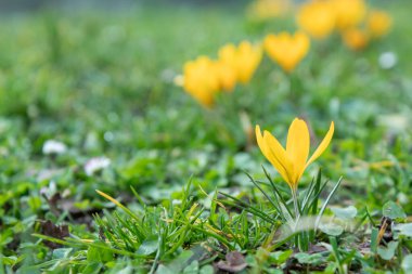Crocus - çiçek açan sarı çiçekler ilkbaharın başlarında taze yeşil çayırlarda yol alıyorlar, metin için yer ve afiş ile kapanıyor.