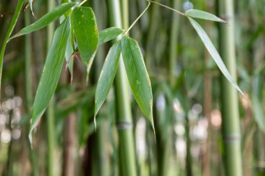 Bambu ormanında bambu dalı, güzel yeşil arka plan afişi.