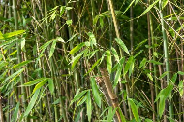 Bambu ormanında bambu dalı, güzel yeşil arka plan afişi.