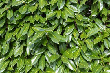 Yeşil ağaç duvar çiti, süs bahçesi için bitkiler, küçük bitki yaprakları çiti, yeşil sarmaşık yaprakları, doğal arkaplanlar.