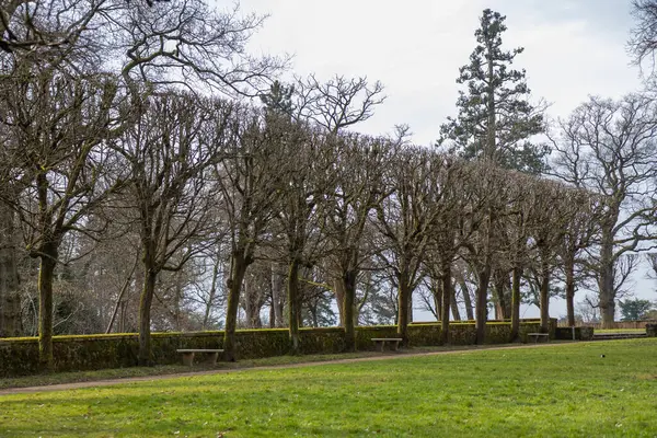 2025 'te Paris' teki Fransız parkında kesilen bahar ağaçlarının geometrik görüntüsü.