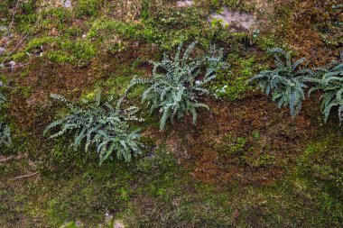 Çok eski yıpranmış taş duvarın pürüzlü dokusu. Yüzeyde zaman, yosun ve bitki izleri var. Tasarım için doku arka planı. Mason gemisi