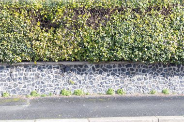 Taştan bodrumu olan yeşil budanmış çalı ve şehirde boş kaldırım, yatay arka plan.