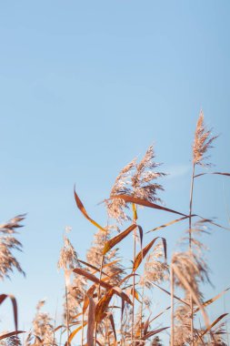 Bitki yaşamının organik desenleri, sonbaharda Finlandiya 'nın doğasının ham ekolojik dokuları, zengin bir sonbahar tonu. Sakin bir mevsimlik arka plan olarak İskandinav ormanlarının güzelliği