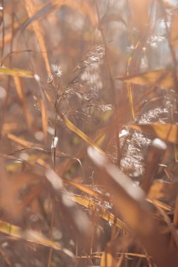 Bitki yaşamının organik desenleri, sonbaharda Finlandiya 'nın doğasının ham ekolojik dokuları, zengin bir sonbahar tonu. Sakin bir mevsimlik arka plan olarak İskandinav ormanlarının güzelliği