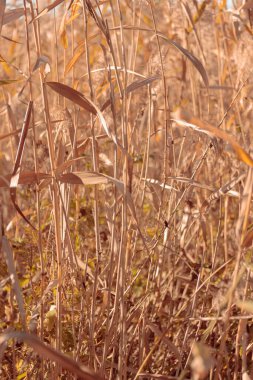Bitki yaşamının organik desenleri, sonbaharda Finlandiya 'nın doğasının ham ekolojik dokuları, zengin bir sonbahar tonu. Sakin bir mevsimlik arka plan olarak İskandinav ormanlarının güzelliği