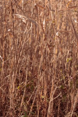 Bitki yaşamının organik desenleri, sonbaharda Finlandiya 'nın doğasının ham ekolojik dokuları, zengin bir sonbahar tonu. Sakin bir mevsimlik arka plan olarak İskandinav ormanlarının güzelliği
