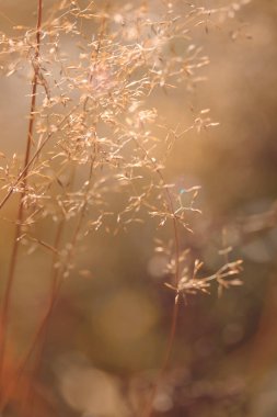 Bitki yaşamının organik desenleri, sonbaharda Finlandiya 'nın doğasının ham ekolojik dokuları, zengin bir sonbahar tonu. Sakin bir mevsimlik arka plan olarak İskandinav ormanlarının güzelliği