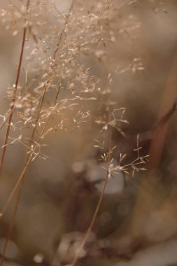 Bitki yaşamının organik desenleri, sonbaharda Finlandiya 'nın doğasının ham ekolojik dokuları, zengin bir sonbahar tonu. Sakin bir mevsimlik arka plan olarak İskandinav ormanlarının güzelliği