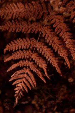 Bitki yaşamının organik desenleri, sonbaharda Finlandiya 'nın doğasının ham ekolojik dokuları, zengin bir sonbahar tonu. Sakin bir mevsimlik arka plan olarak İskandinav ormanlarının güzelliği