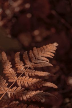 Bitki yaşamının organik desenleri, sonbaharda Finlandiya 'nın doğasının ham ekolojik dokuları, zengin bir sonbahar tonu. Sakin bir mevsimlik arka plan olarak İskandinav ormanlarının güzelliği