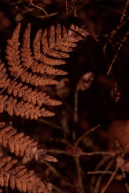 Bitki yaşamının organik desenleri, sonbaharda Finlandiya 'nın doğasının ham ekolojik dokuları, zengin bir sonbahar tonu. Sakin bir mevsimlik arka plan olarak İskandinav ormanlarının güzelliği