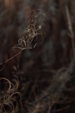 Bitki yaşamının organik desenleri, sonbaharda Finlandiya 'nın doğasının ham ekolojik dokuları, zengin bir sonbahar tonu. Sakin bir mevsimlik arka plan olarak İskandinav ormanlarının güzelliği