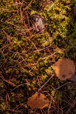 Finlandiya doğasının sonbaharda ham dokuları - zengin bir sonbahar tonu olan toprak rengi, kahverengi ve dilsiz sarı. Sakin bir mevsimlik arka plan olarak İskandinav ormanlarının güzelliği
