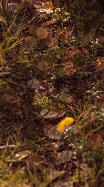Finlandiya doğasının sonbaharda ham dokuları - zengin bir sonbahar tonu olan toprak rengi, kahverengi ve dilsiz sarı. Sakin bir mevsimlik arka plan olarak İskandinav ormanlarının güzelliği