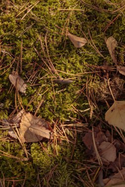 Finlandiya doğasının sonbaharda ham dokuları - zengin bir sonbahar tonu olan toprak rengi, kahverengi ve dilsiz sarı. Sakin bir mevsimlik arka plan olarak İskandinav ormanlarının güzelliği