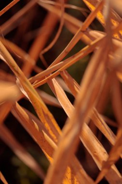 Bitki yaşamının organik desenleri, sonbaharda Finlandiya 'nın doğasının ham ekolojik dokuları, zengin bir sonbahar tonu. Sakin bir mevsimlik arka plan olarak İskandinav ormanlarının güzelliği