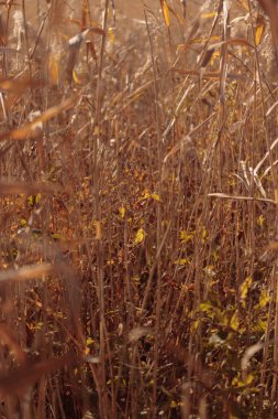 Bitki yaşamının organik desenleri, sonbaharda Finlandiya 'nın doğasının ham ekolojik dokuları, zengin bir sonbahar tonu. Sakin bir mevsimlik arka plan olarak İskandinav ormanlarının güzelliği